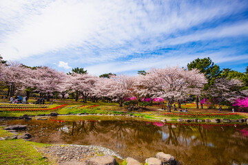 別府湖園の桜