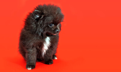 Portrait of a cute little black Pomeranian puppy sits on a red background. Fluffy puppy close-up