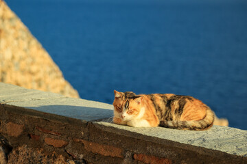 Cute three colours white red brown cat is laying on the cement parapet and enjoying basking in the sun against ancient stone fortress wall and bright blue Aegean sea, Monemvasia, Greece. - Powered by Adobe