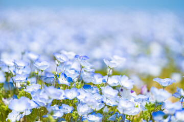 Blooming blue nemophila flowers in spring, Hitachi Seaside Park in Ibaraki Prefecture in Japan, Nature or outdoor background
