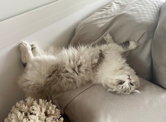 Siesta