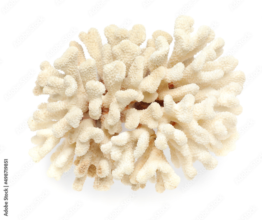 Wall mural Beautiful exotic sea coral isolated on white, top view