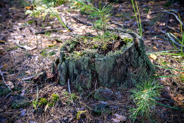 Naklejka na ściany i meble A fantastic fantastic coniferous stump in the thicket of the for