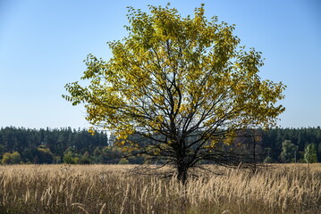 Fototapeta premium Lonely and old oak on meadow at day in autumn season