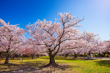 中津城公園の桜