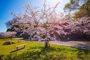 中津城公園の桜