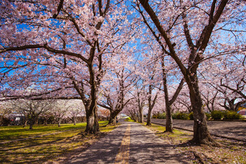 中津城公園の桜