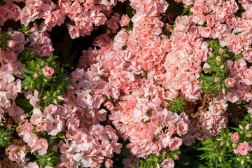 Brassicaceae alyssum wonderland deep rose