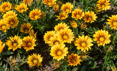 Asteraceae Gazania. Gazoo Clear Orange.