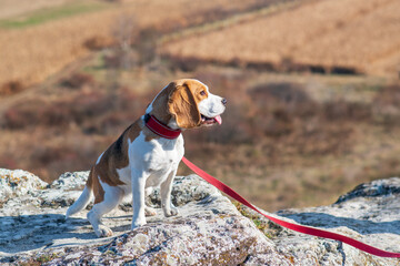 Portrait of cute beagle dog in nature.  smart beagle