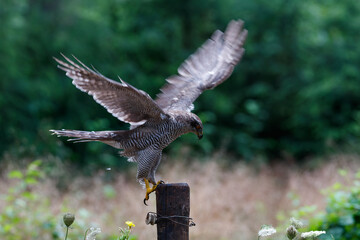 Obraz premium Northern goshawk (accipiter gentilis) searching for food in the forest of Noord Brabant in the Netherlands