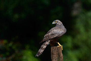Northern goshawk (accipiter gentilis) searching for food in the forest of Noord Brabant in the Netherlands