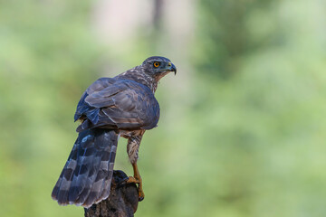 Northern goshawk (accipiter gentilis) searching for food in the forest of Noord Brabant in the Netherlands