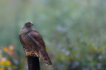 Northern goshawk (accipiter gentilis) searching for food in the forest of Noord Brabant in the Netherlands