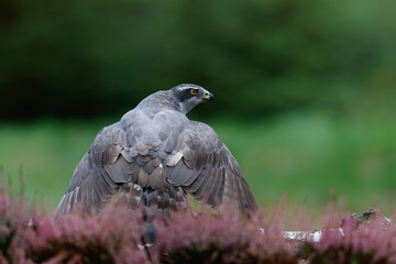 Northern goshawk (accipiter gentilis) searching for food in the forest of Noord Brabant in the Netherlands