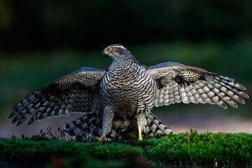 Northern goshawk (accipiter gentilis) searching for food in the forest of Noord Brabant in the Netherlands