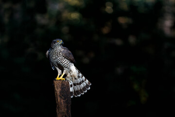 Northern goshawk (accipiter gentilis) searching for food in the forest of Noord Brabant in the Netherlands