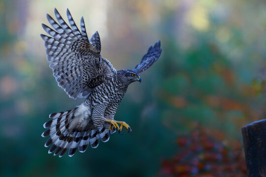 Northern goshawk (accipiter gentilis) searching for food and flying in the forest of Noord Brabant in the Netherlands