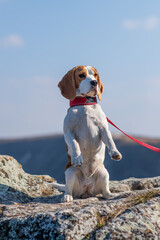 Portrait of cute beagle dog in nature.  smart beagle