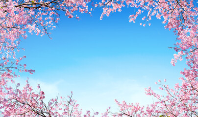 Branch of Pink cherry flower are blooming. Himalayan Cherry. 