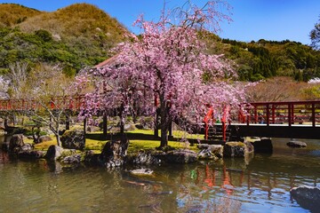 渓石園の枝垂れ桜
