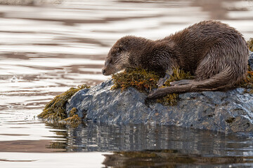 An Eurasian otter (Lutra lutra) photographed on a rock surrounded by water on the Isle of Mull, Scotland