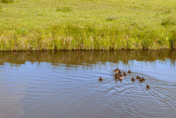 Duck with newborn ducklings swim in the canal in early spring