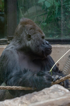 Waist up portrait of a gorilla sitting in a voiler in a zoo, profile