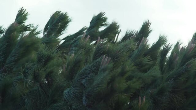 The wind blows the tops of the pines. Close-up of green pine branches swaying in the wind. A strong wind shakes the trees. Hurricane. Stormy weather. Anxious mood.