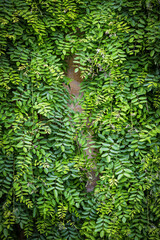 Climbing plant, green ivy or other plant growing on antique brick wall of old house as background