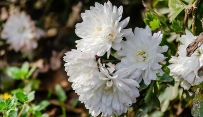 White chrysanthemum flowers.