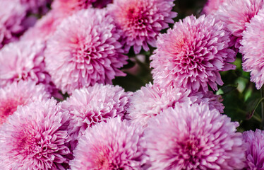 Many beautiful purple chrysanthemum flowers.