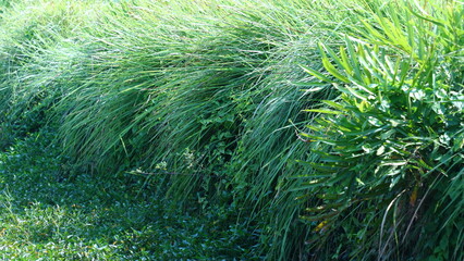 Imperata cylindrica on field in Morning light