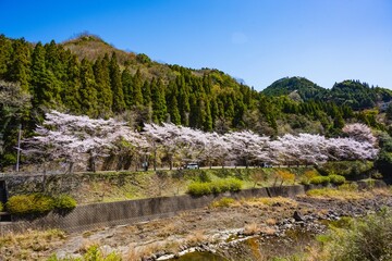山移川のサクラ

