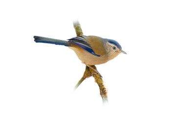 Blue-winged Minla perching on a perch looking into a distance