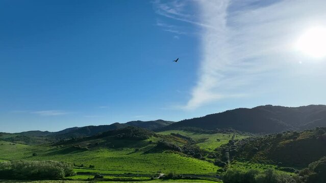 Booted Eagle or Hieraaetus pennatus in flight over spanish landscape