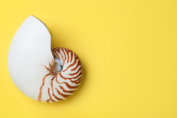 Nautilus shell on yellow background, top view. Space for text