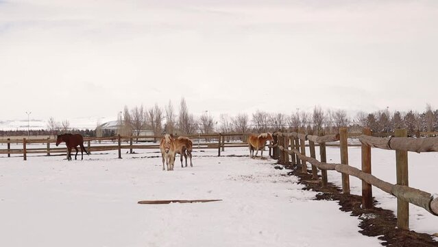 Hanoverian horse and Haflinger Horses.
Horses are outdoors on a winter 's day to be able to move freely.
Horses in a fenced snow covered field.
Farm animals and snow.
Love animal.
Cute pets, pet