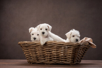 three puppies white schnauzer in a basket on a brown background. Cute dog portrait