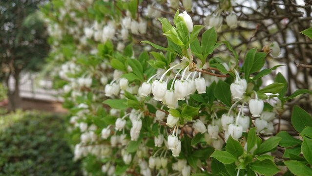 Enkianthus Perulatus Images Browse 1 646 Stock Photos Vectors And Video Adobe Stock Enkianthus Perulatus Images Browse 1 646 Stock Photos Vectors And Video Adobe Stock
