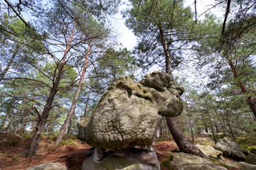 Fototapeta na wymiar Famous rock formations in the belvederes path. Fontainebleau forest 