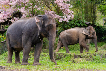 Naklejka na ściany i meble Asian Elephants in a natural forest of Chiang Mai, Northern Thailand standing near the beautiful Cassia Bakeriana or Pink Shower tree blooming in the spring season.