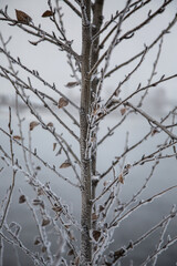 Tree branch with snow in winter in the cold