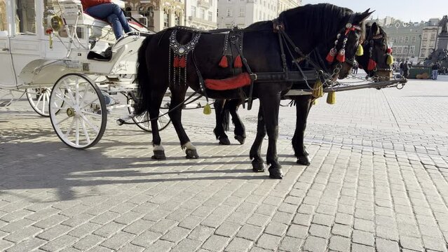 Two black horses in one harness of white carriage in front of main market of Old Krakow on sunny day, side view