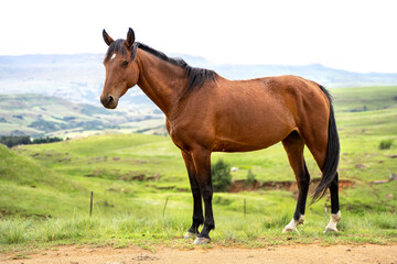 Beautiful chestnut brown horse in Drakensburg countryside with lush green hills and rural farm landscape background