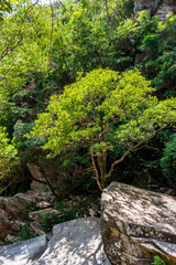 Fototapeta premium Forest vegetation mixing with rocks in the Brazilian Cerrado (savanna) biome region in the Serra do Cipo in the state of Minas Gerais