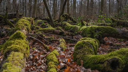 Nature
