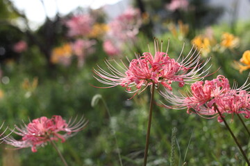 川沿いの土手の彼岸花
