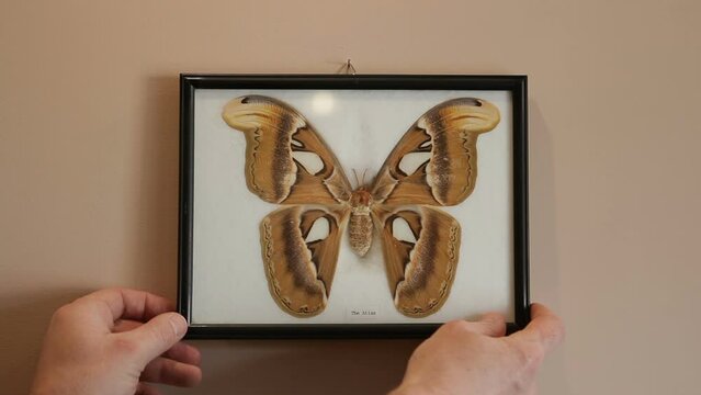 The largest and largest butterfly, Atlas, is framed under glass. Butterfly collection. Lepidopterology.
