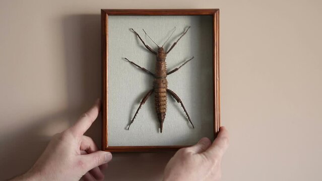 Giant New Guinean spiny stick insect. Entomology. Dried insect in a frame under glass.
